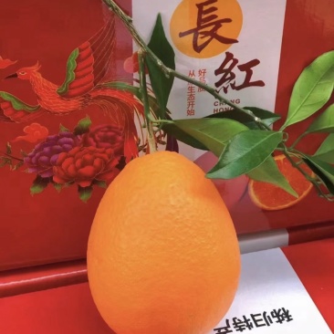 长虹脐橙🍊湖北精品货源充足价格美丽可对接全国各地老板