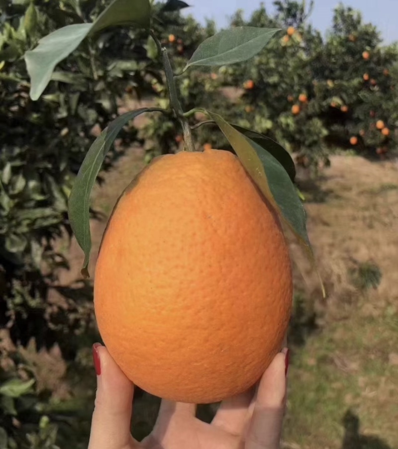 长虹脐橙🍊湖北精品货源充足价格美丽可对接全国各地老板