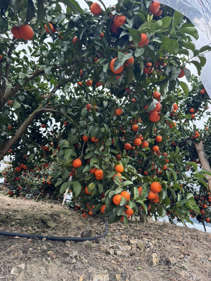 砂糖橘