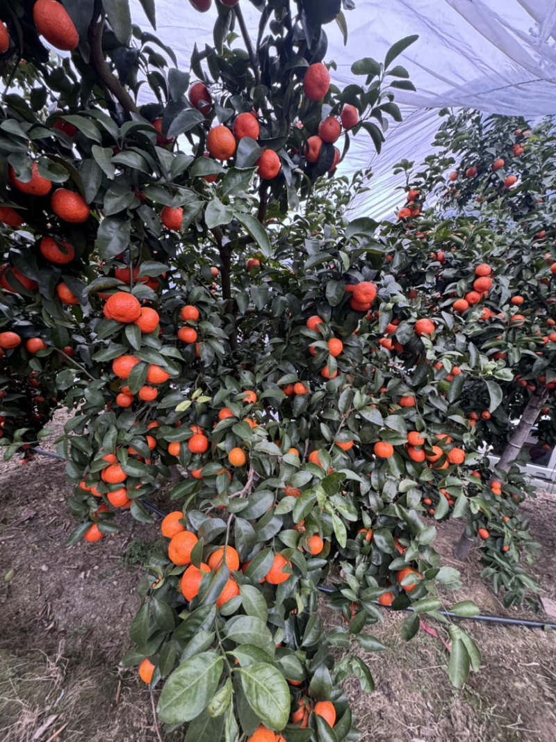 砂糖橘