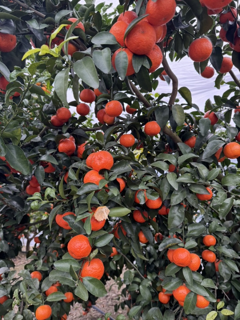 砂糖橘