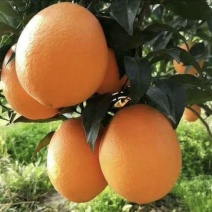 【热卖推荐】湖北长虹脐橙个头大汁水多品类齐全对接全国