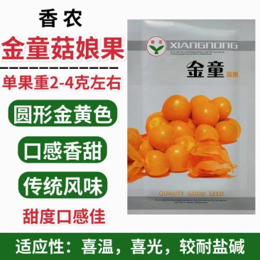 金童甜姑娘种子浆果黄菇娘种子皮薄肉厚甜度高四季播蔬菜水果