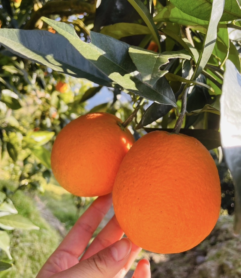 【热卖推荐】湖北长虹脐橙个头大汁水多品类齐全对接全国