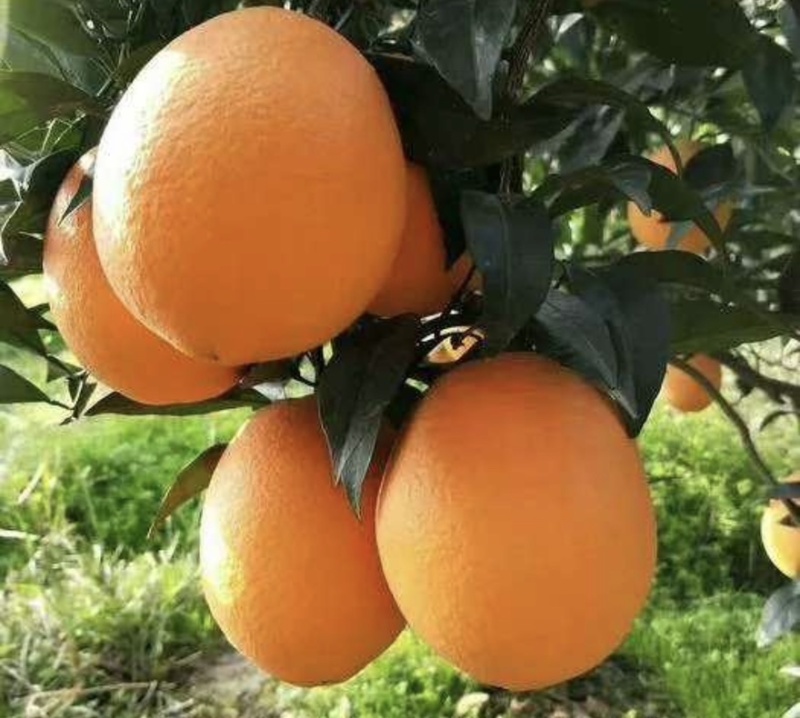 【热卖推荐】湖北长虹脐橙个头大汁水多品类齐全对接全国
