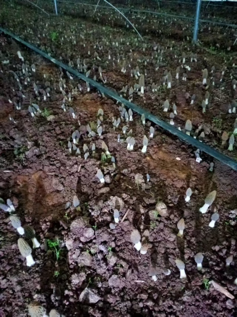 羊肚菌品质保证服务周到产地直发价格美丽欢迎联系