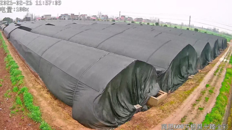 羊肚菌品质保证服务周到产地直发价格美丽欢迎联系
