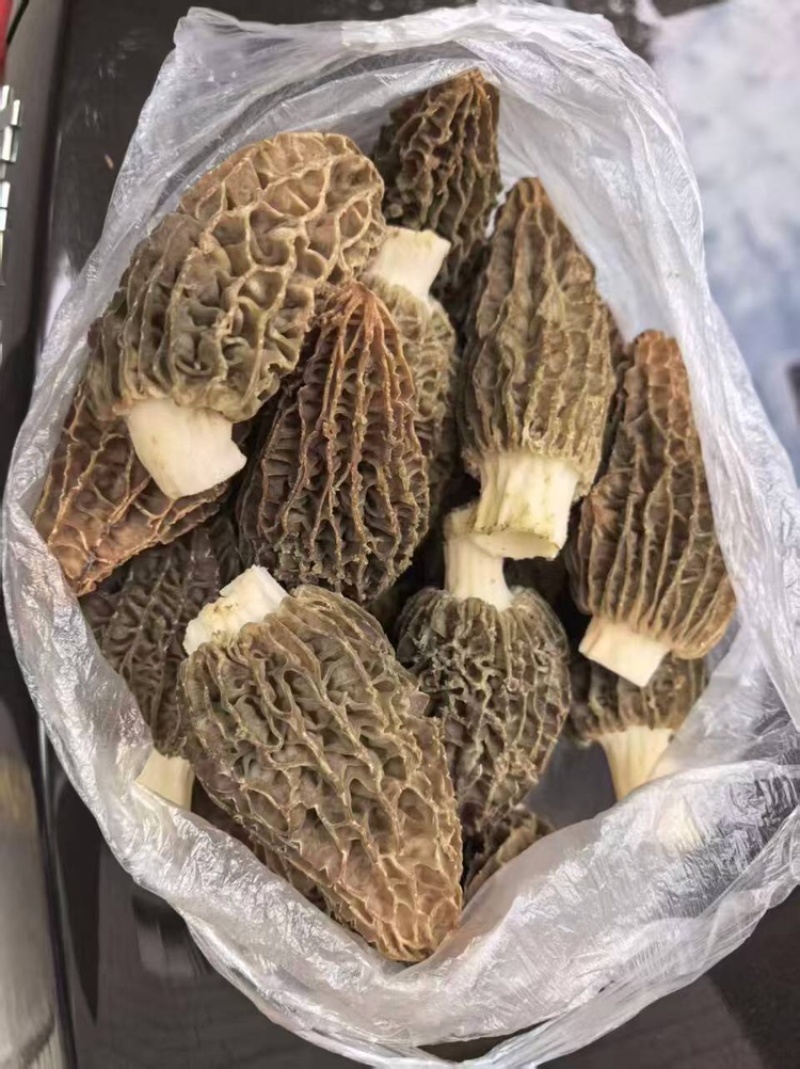羊肚菌品质保证服务周到产地直发价格美丽欢迎联系
