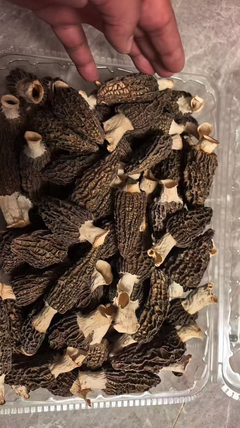 羊肚菌品质保证服务周到产地直发价格美丽欢迎联系
