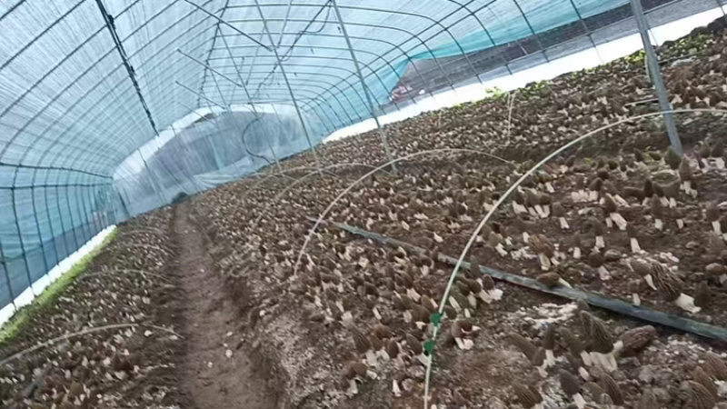 羊肚菌品质保证服务周到产地直发价格美丽欢迎联系