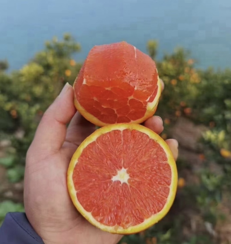 中华红血橙脐橙橙子🍊产地直发量大从优可对接全国