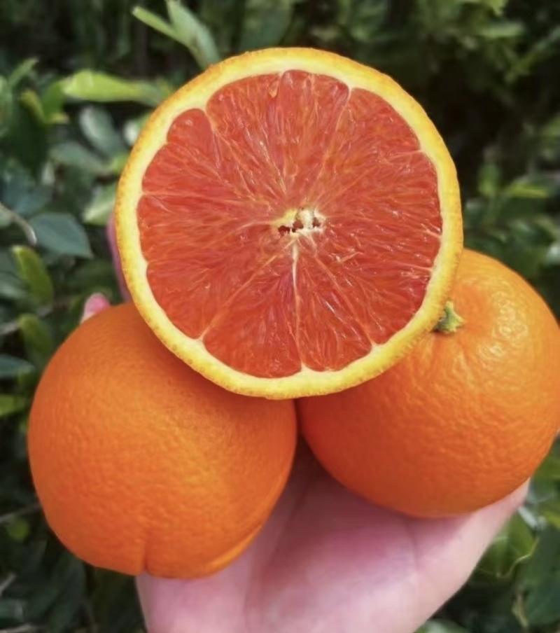 中华红血橙脐橙橙子🍊产地直发量大从优可对接全国