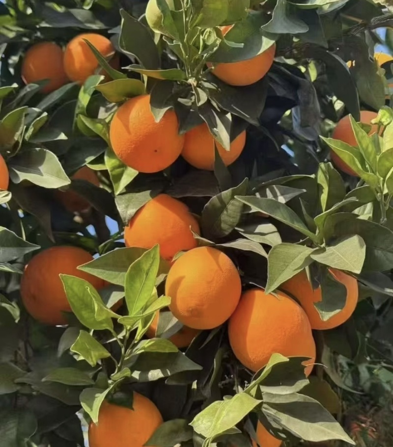 中华红血橙脐橙橙子🍊产地直发量大从优可对接全国