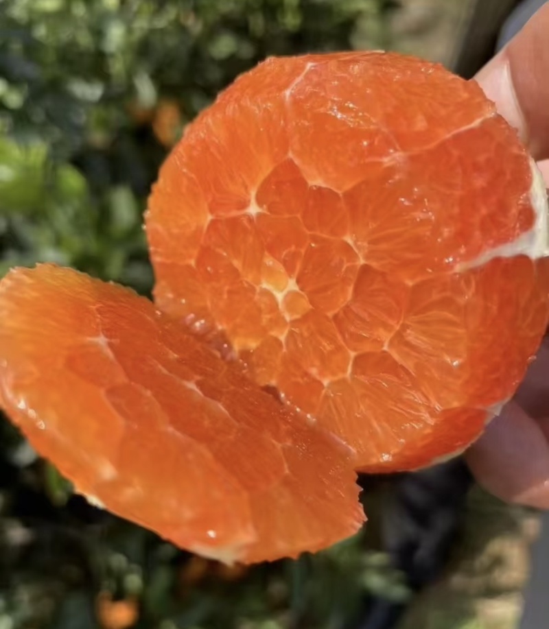 中华红血橙脐橙橙子🍊产地直发量大从优可对接全国