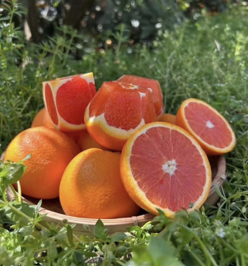 中华红血橙脐橙橙子🍊产地直发量大从优可对接全国