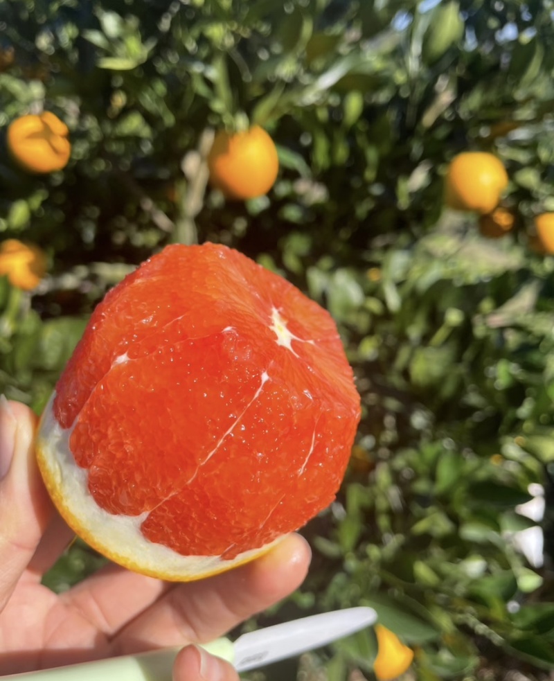 中华红血橙脐橙橙子🍊产地直发量大从优可对接全国