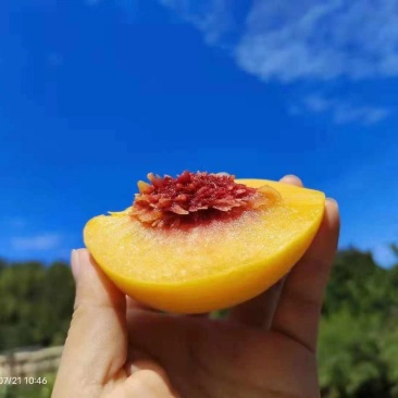 炎陵高山黄桃，自家果园，当天采摘当天发货