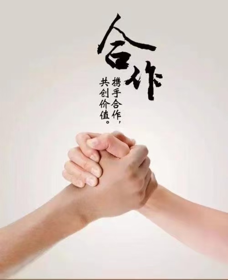 绿化侧柏营养杯13-15杯17-21杯量大出售