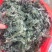 新鲜茵陈