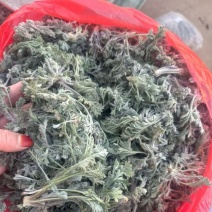 新鲜茵陈