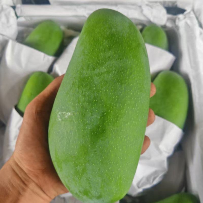 越南大青芒
