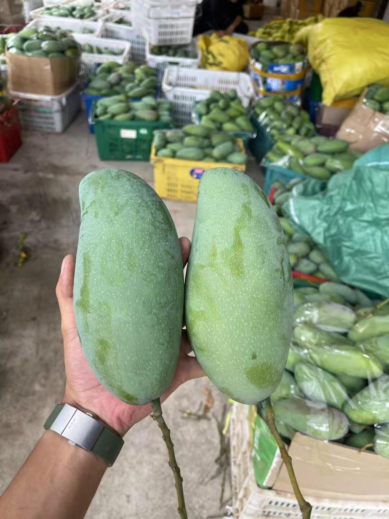 越南大青芒