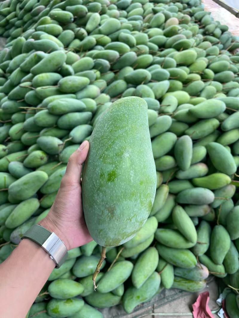 越南大青芒