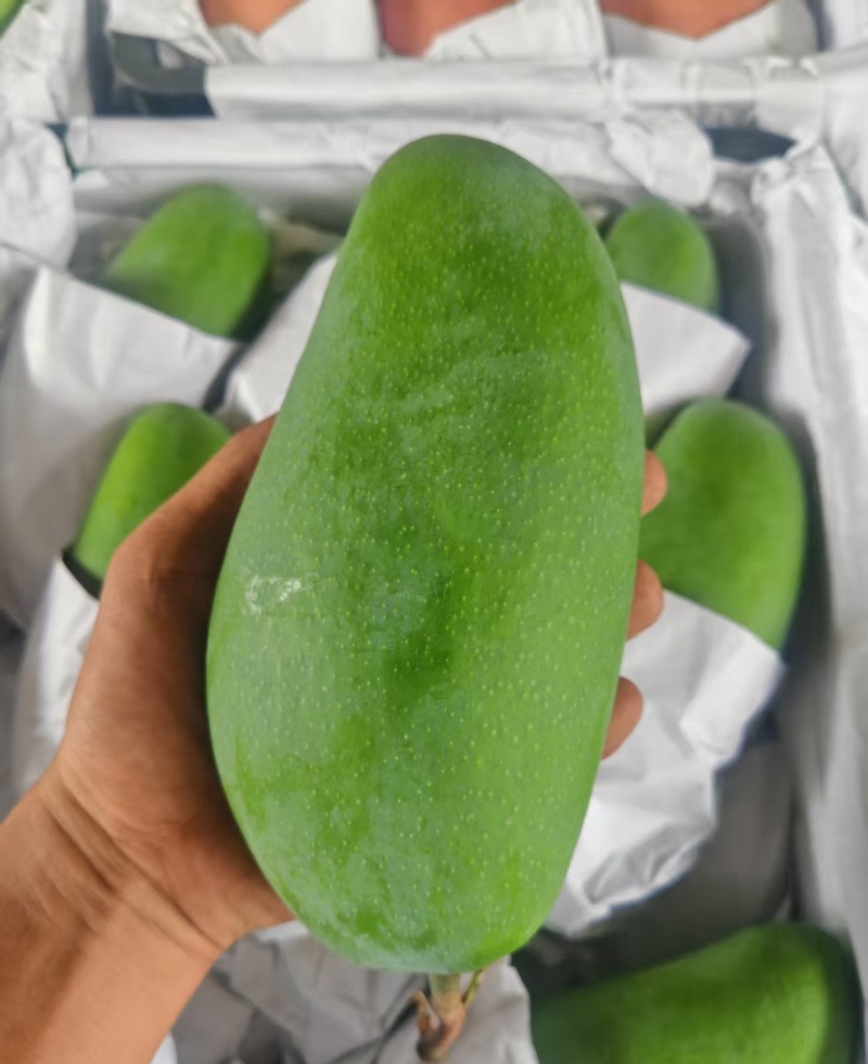 越南大青芒