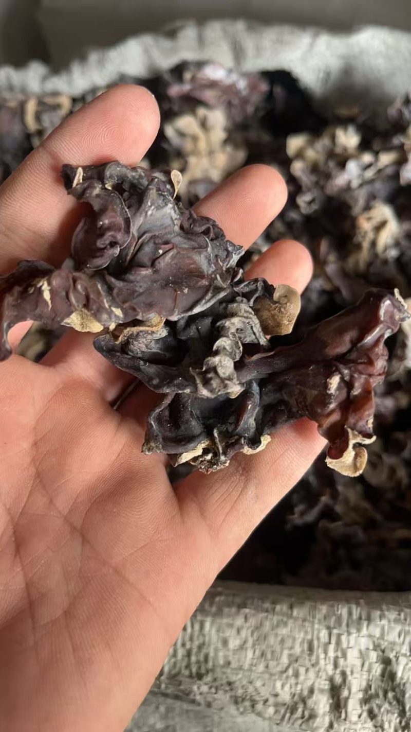 山东毛木耳地摊木耳，赶集供货白背毛木耳