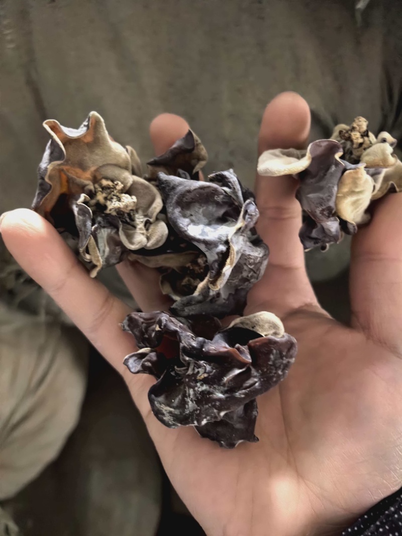 山东毛木耳地摊木耳，赶集供货白背毛木耳