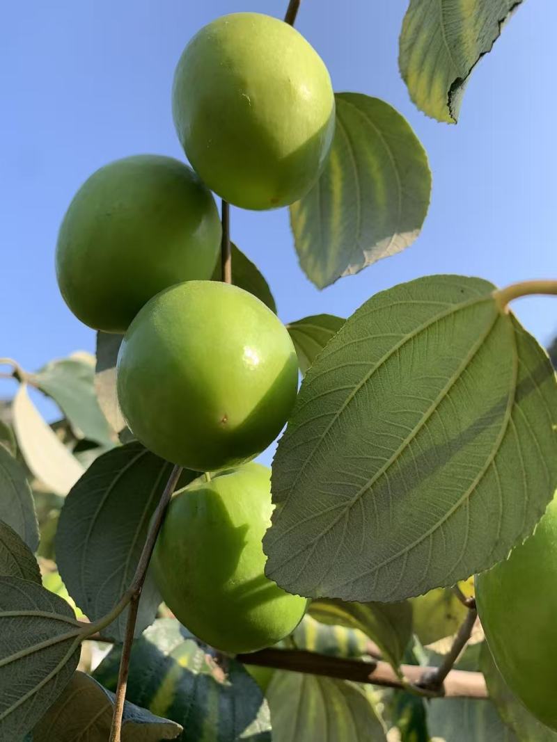 大青枣
