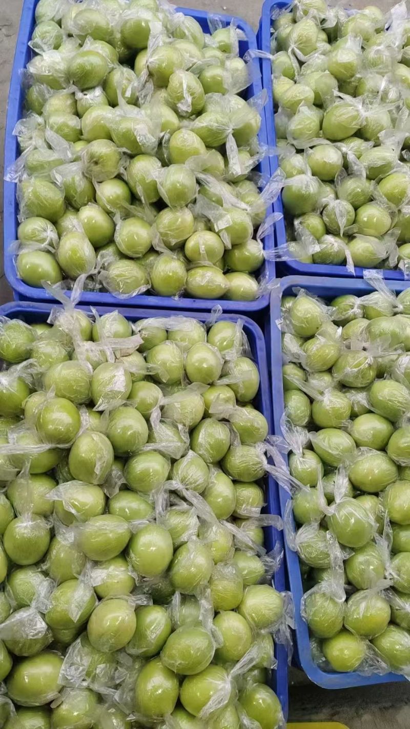 大青枣