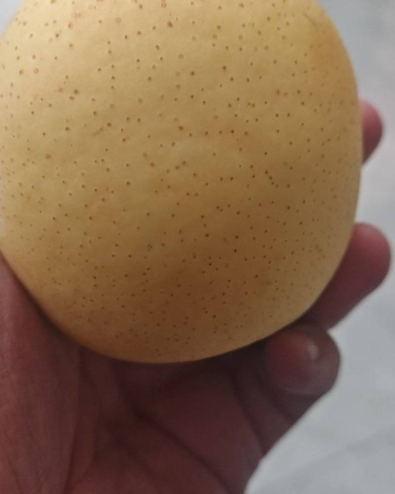 赵县皇冠梨