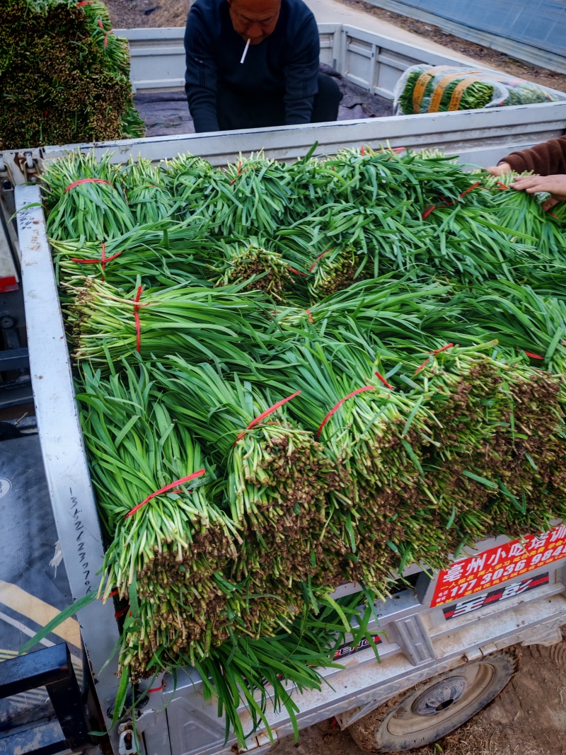 精品韭菜头茬二茬产地直销一手货源对接菜农欢迎下单