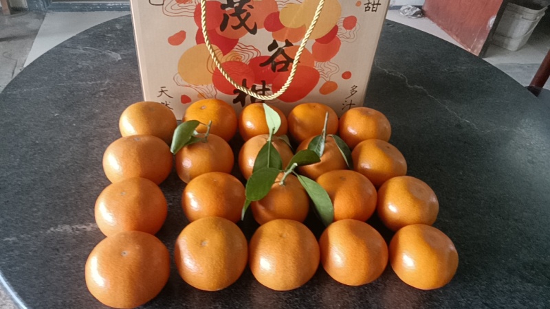 茂谷柑