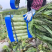 贺州红叶莴笋，源头种植对接市场商超，大量上市欢迎老板采购