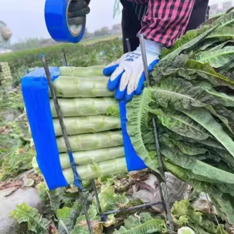 贺州红叶莴笋，源头种植对接市场商超，大量上市欢迎老板采购