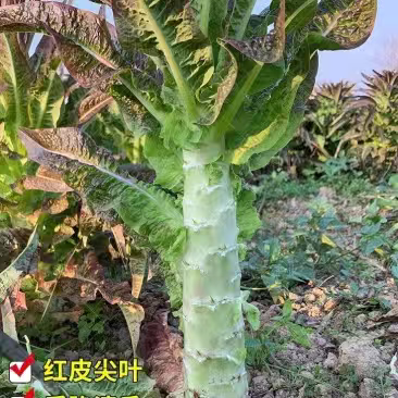 贺州红叶莴笋，源头种植对接市场商超，大量上市欢迎老板采购
