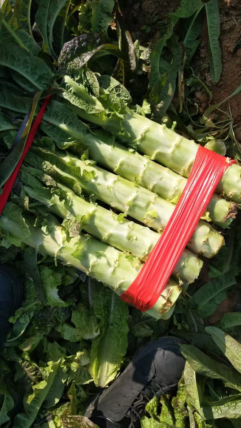 贺州红叶莴笋，源头种植对接市场商超，大量上市欢迎老板采购