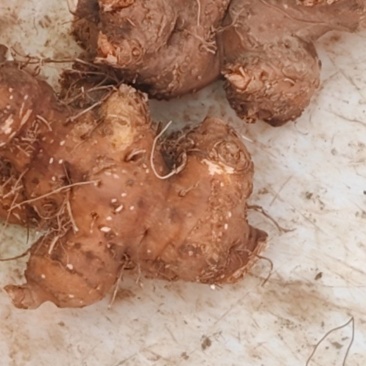 清洗，分剪根根