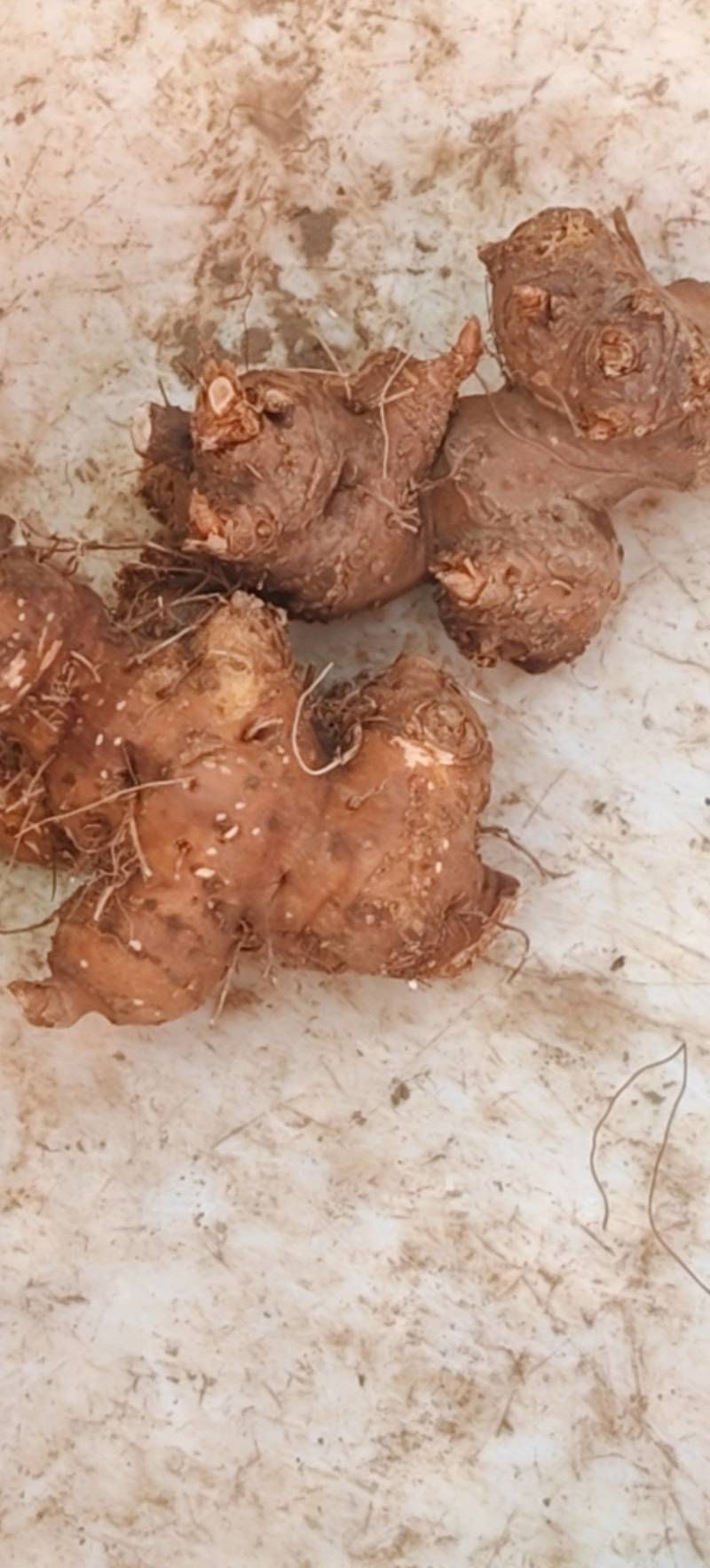 清洗，分剪根根