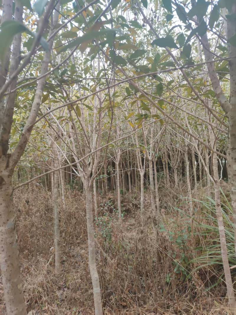 红花丹桂米径5-8厘米
