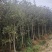 红花丹桂米径5-8厘米