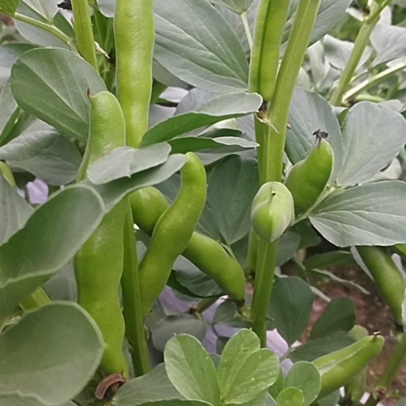 福清蚕豆