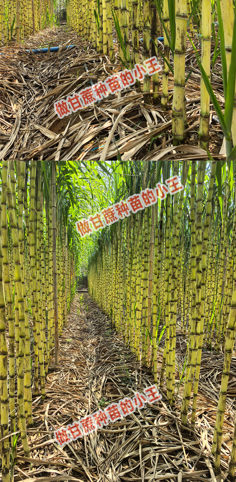 黄金甘蔗，直种苗。杯苗
