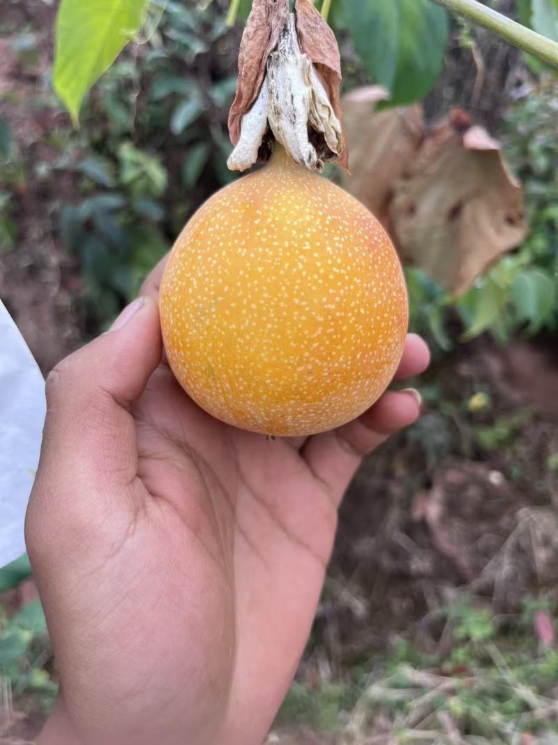 热情果