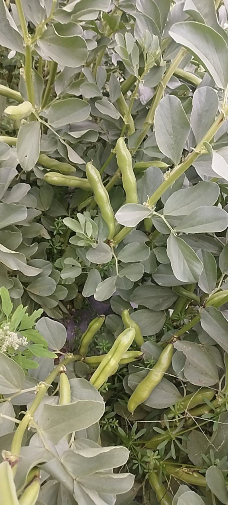 福清蚕豆