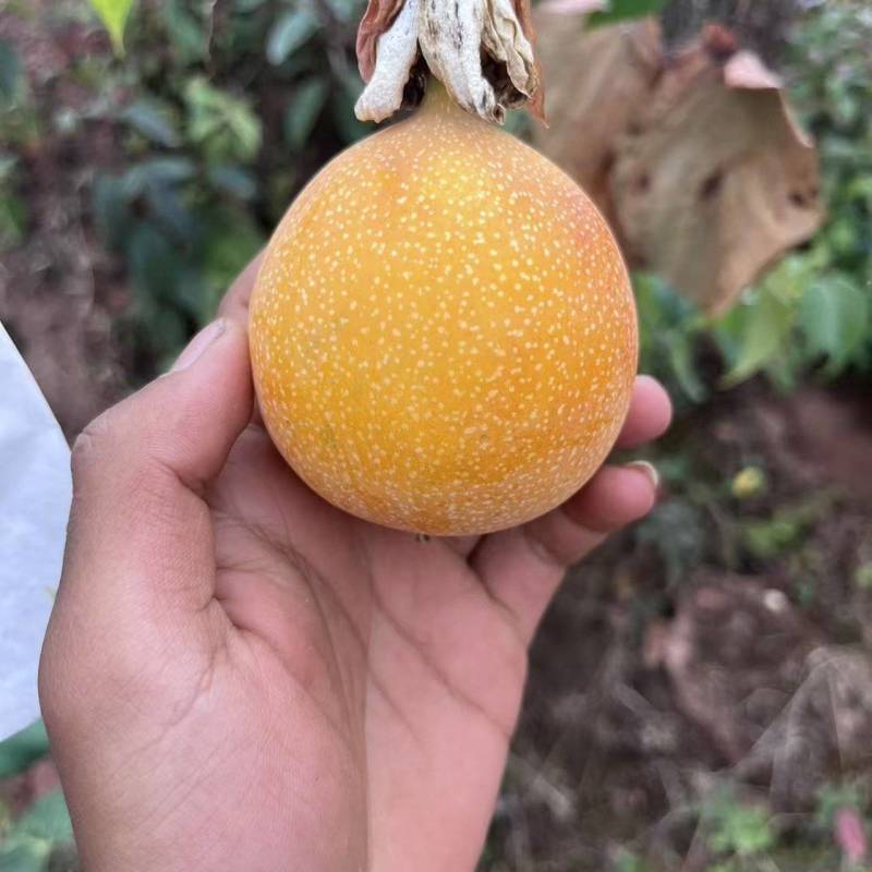 热情果