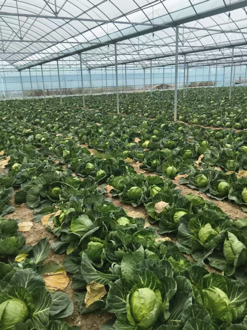 江西甘蓝产地直发大量上市货源充足欢迎全国各地客商来电咨询