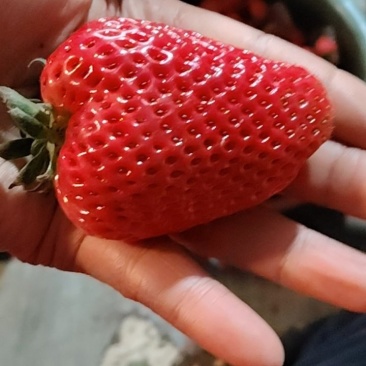 在草莓尖尖上，尝到世界所有美好